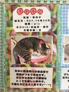 猫ちゃんの里親募集中！！  八戸市の住まい創りはリフォームササキ