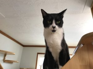 猫ちゃんの里親募集中！！  八戸市の住まい創りはリフォームササキ